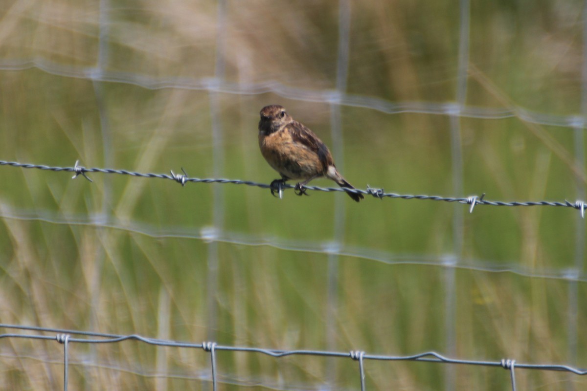 European Stonechat - ML620530085