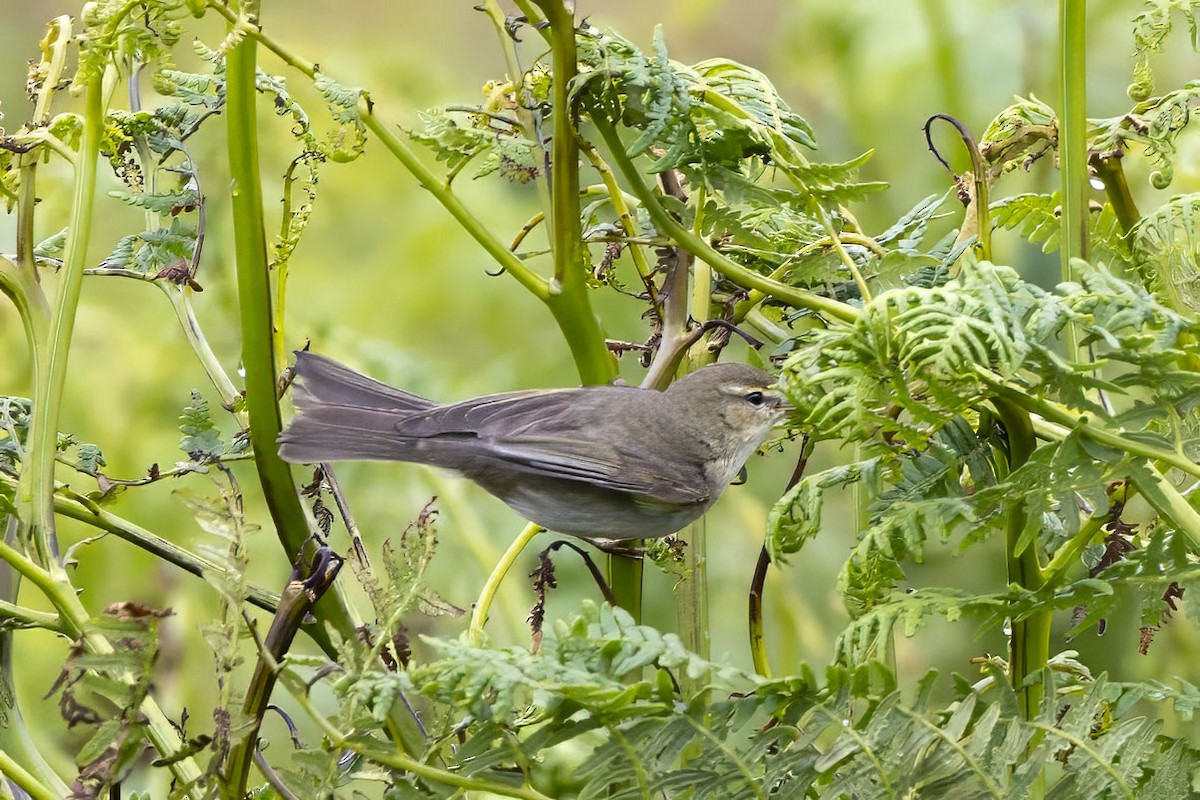 Willow Warbler - ML620530086