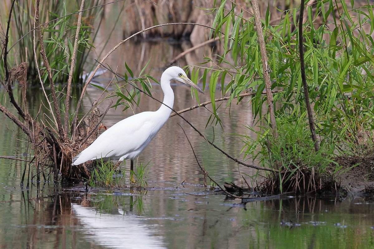 Little Blue Heron - ML620530089