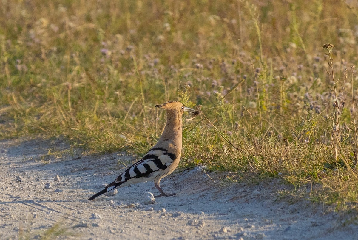 Eurasian Hoopoe - ML620530090