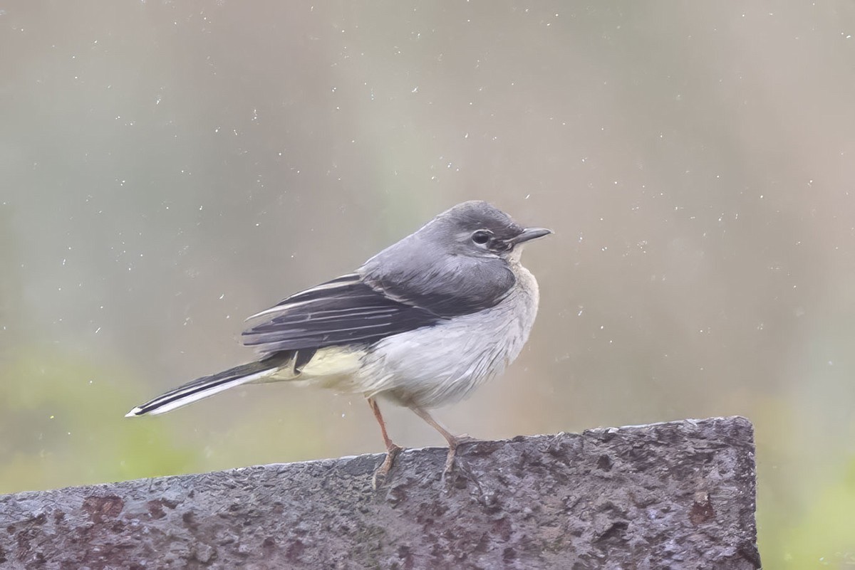 Gray Wagtail - ML620530092