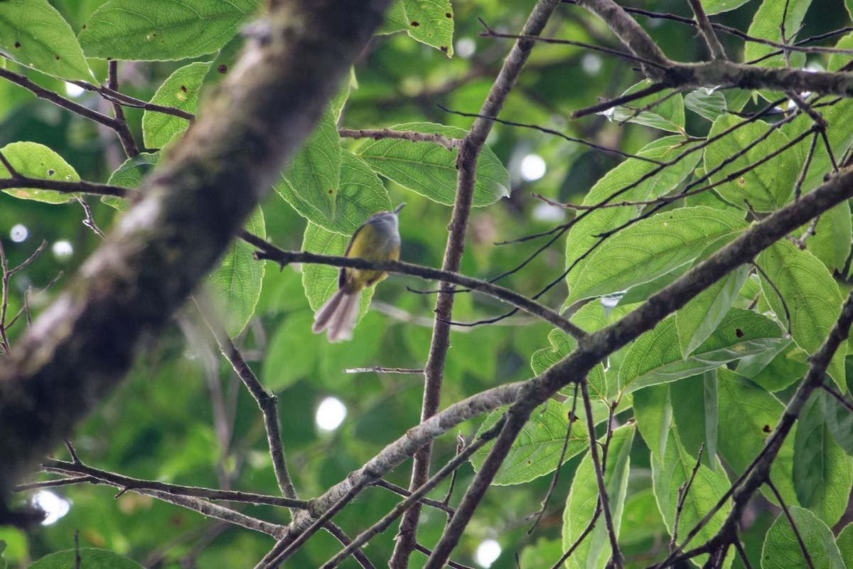 Mountain Tailorbird - ML620530094