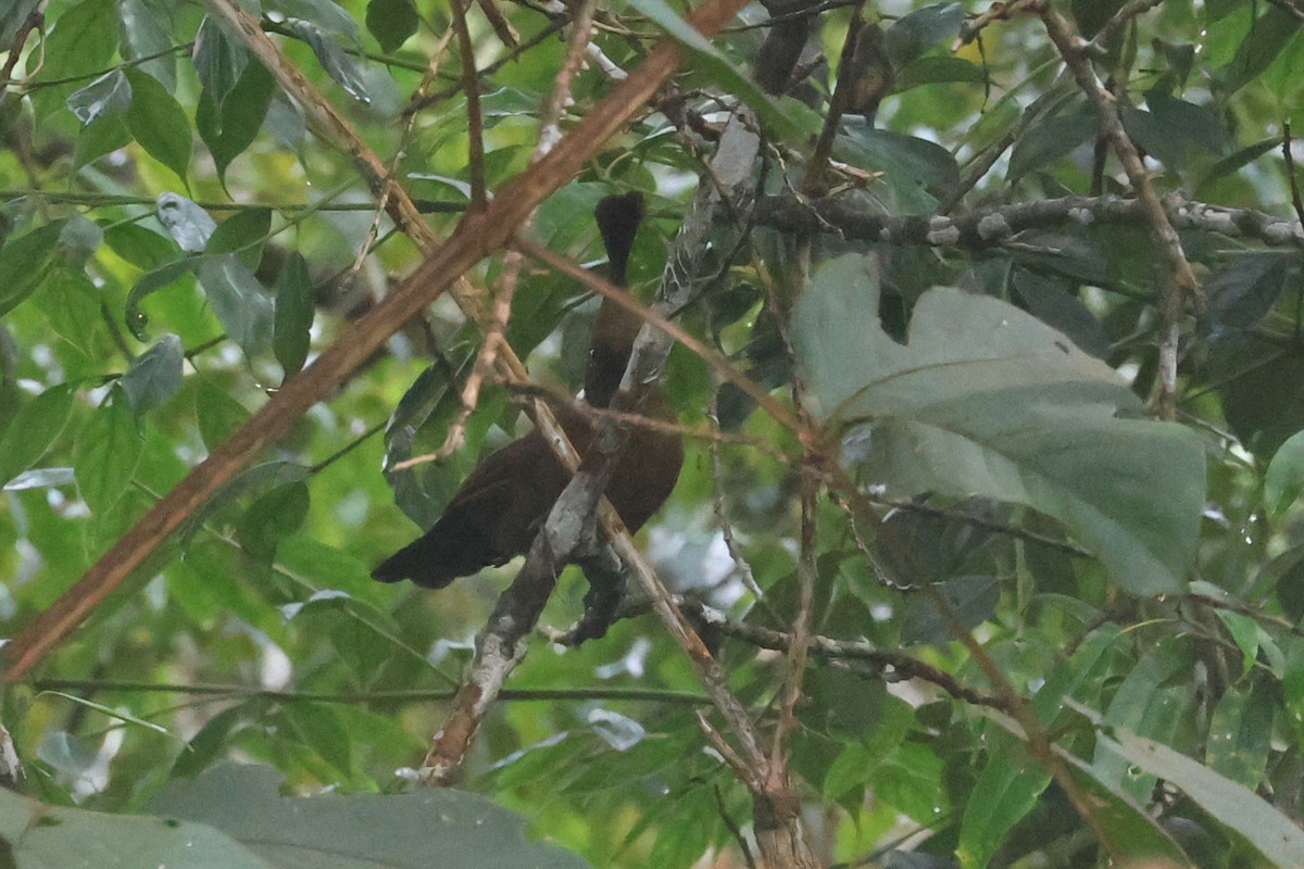 Crested Jayshrike - Charley Hesse TROPICAL BIRDING