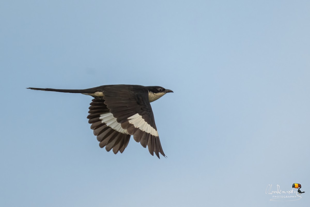 Pied Cuckoo - ML620530111