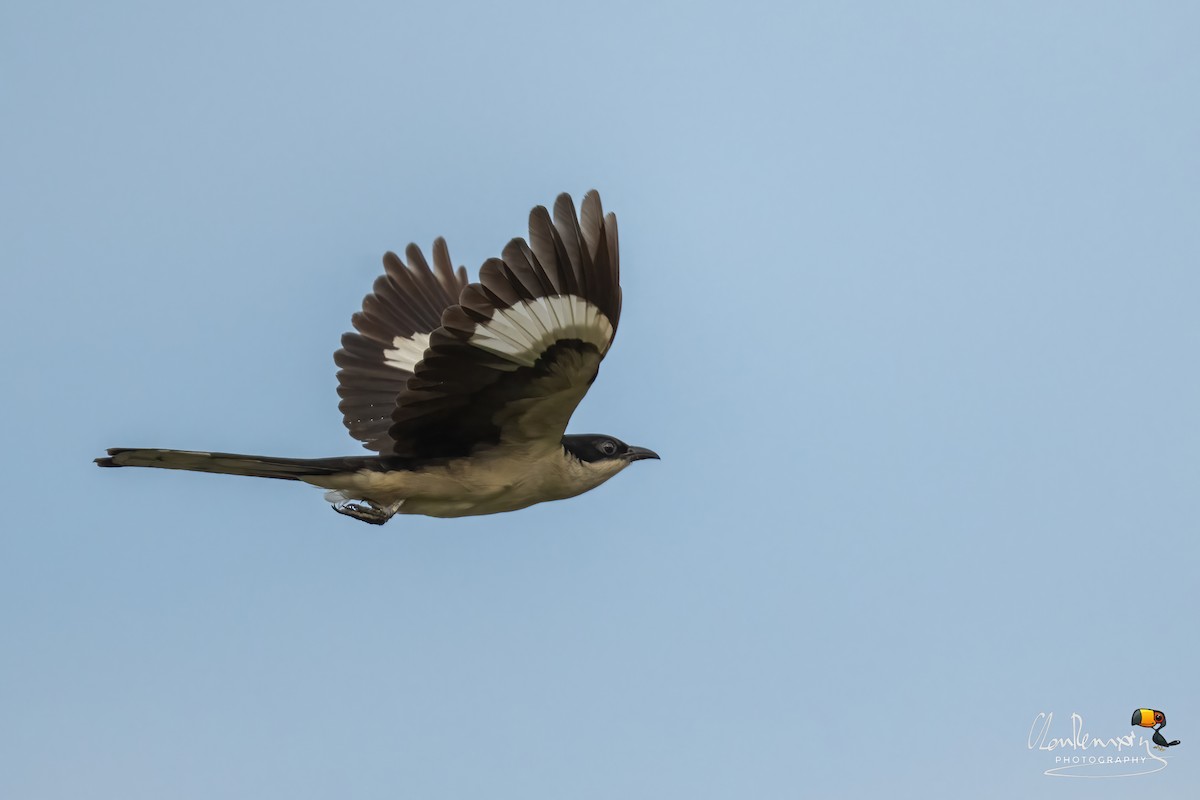 Pied Cuckoo - ML620530114