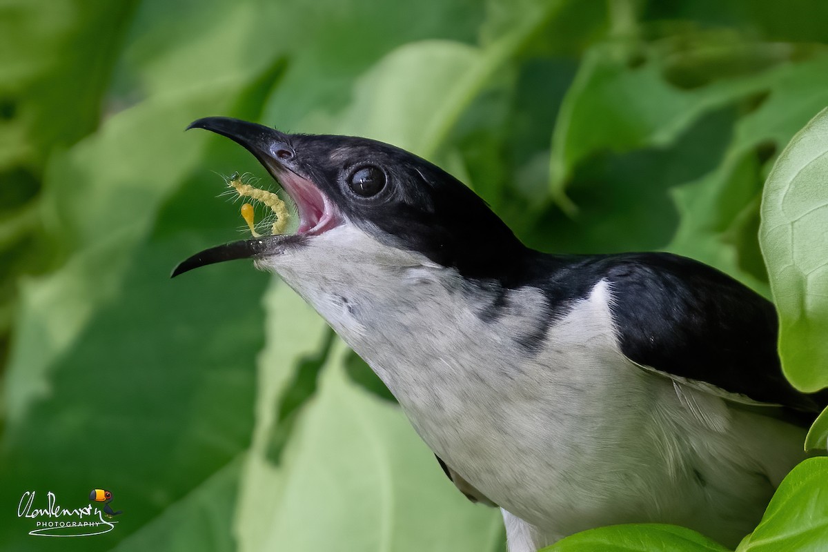 Pied Cuckoo - ML620530115