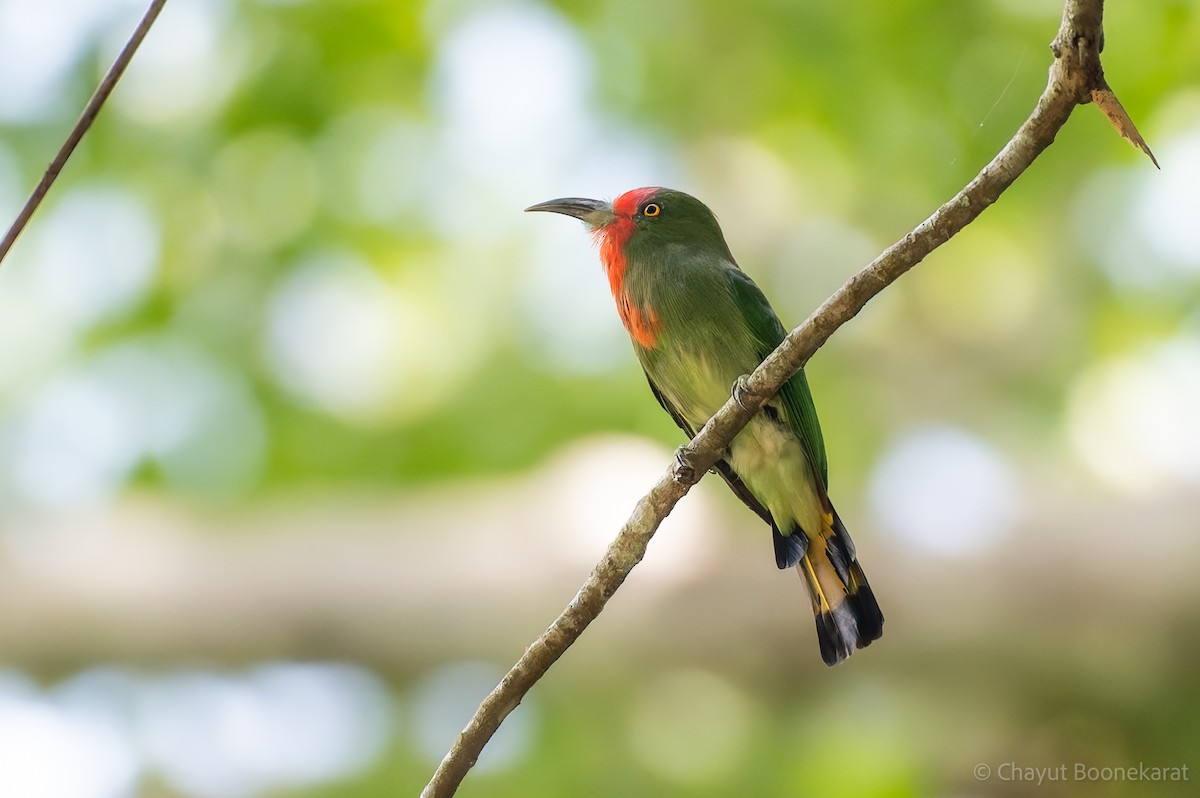 Red-bearded Bee-eater - ML620530120