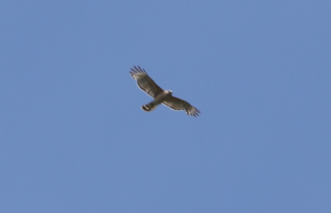 Red-shouldered Hawk - ML620530121