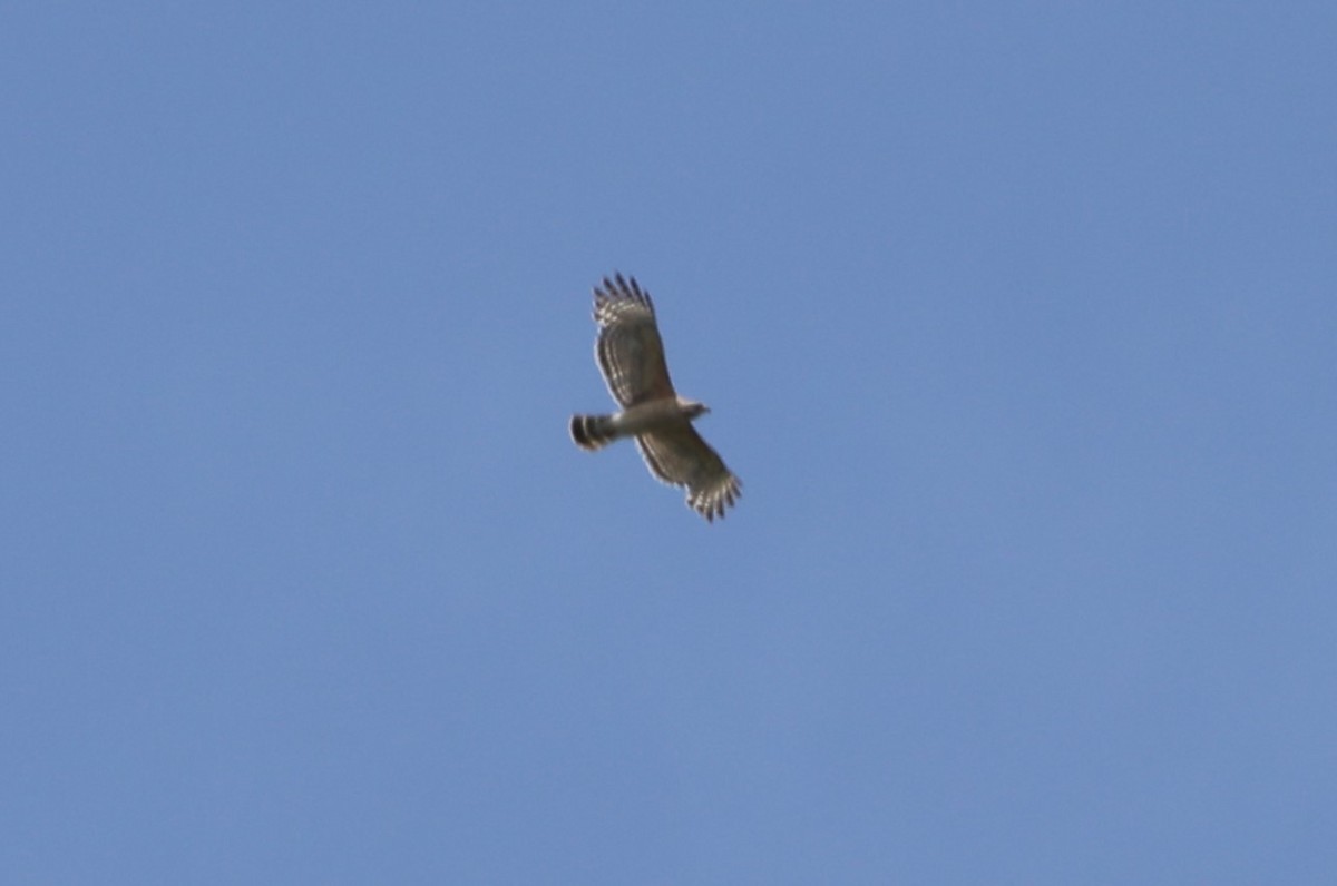 Red-shouldered Hawk - ML620530124