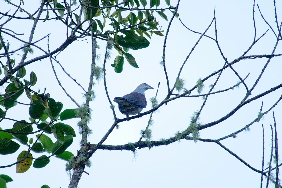 Mountain Imperial-Pigeon - ML620530127