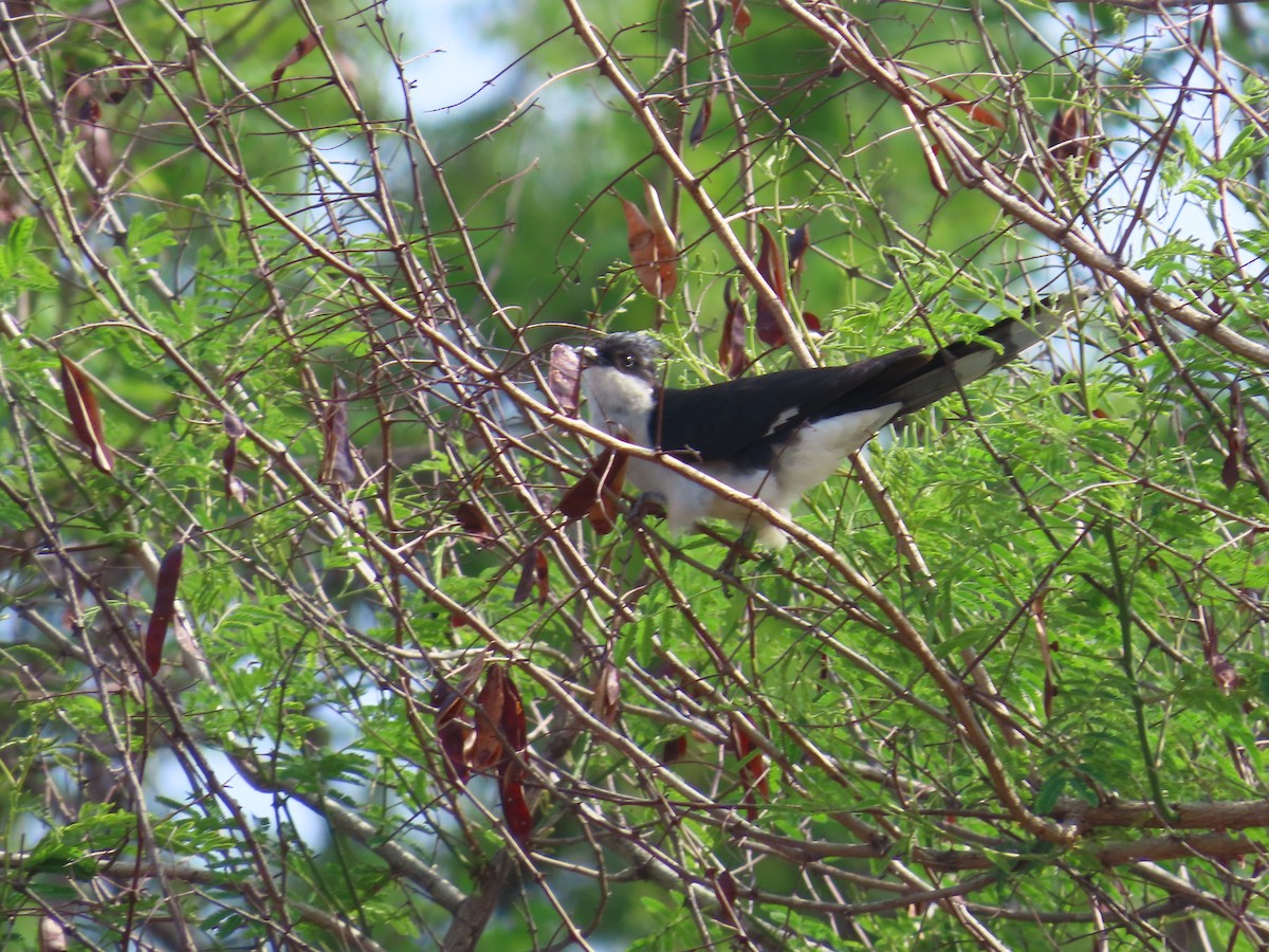 Pied Cuckoo - ML620530128