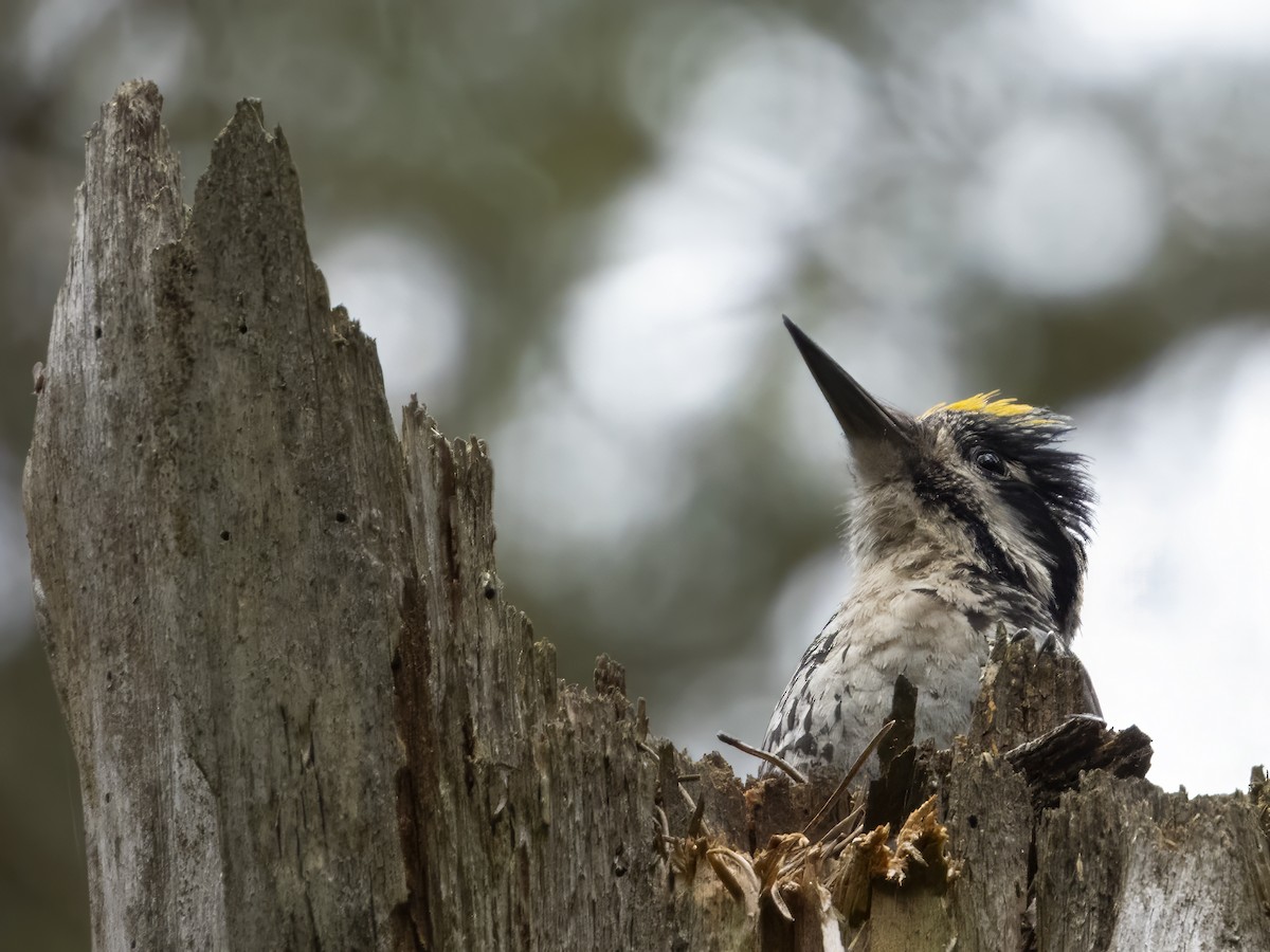 Eurasian Three-toed Woodpecker - ML620530129