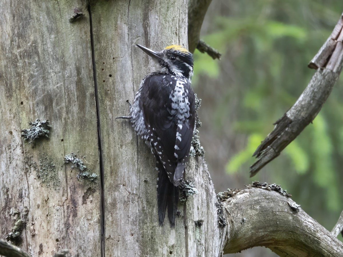 Eurasian Three-toed Woodpecker - ML620530131