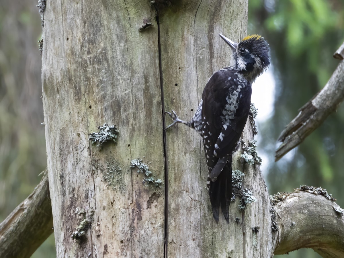 Eurasian Three-toed Woodpecker - ML620530132