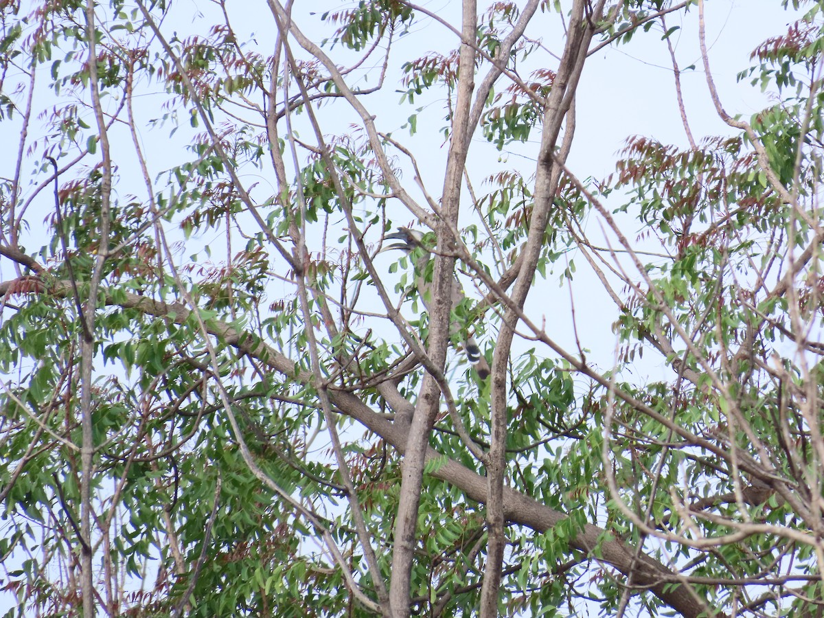 Indian Gray Hornbill - ML620530134