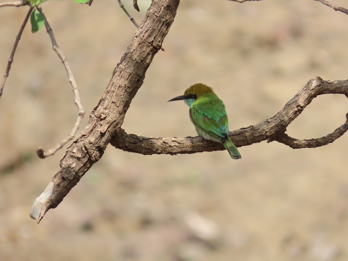 Asian Green Bee-eater - ML620530135