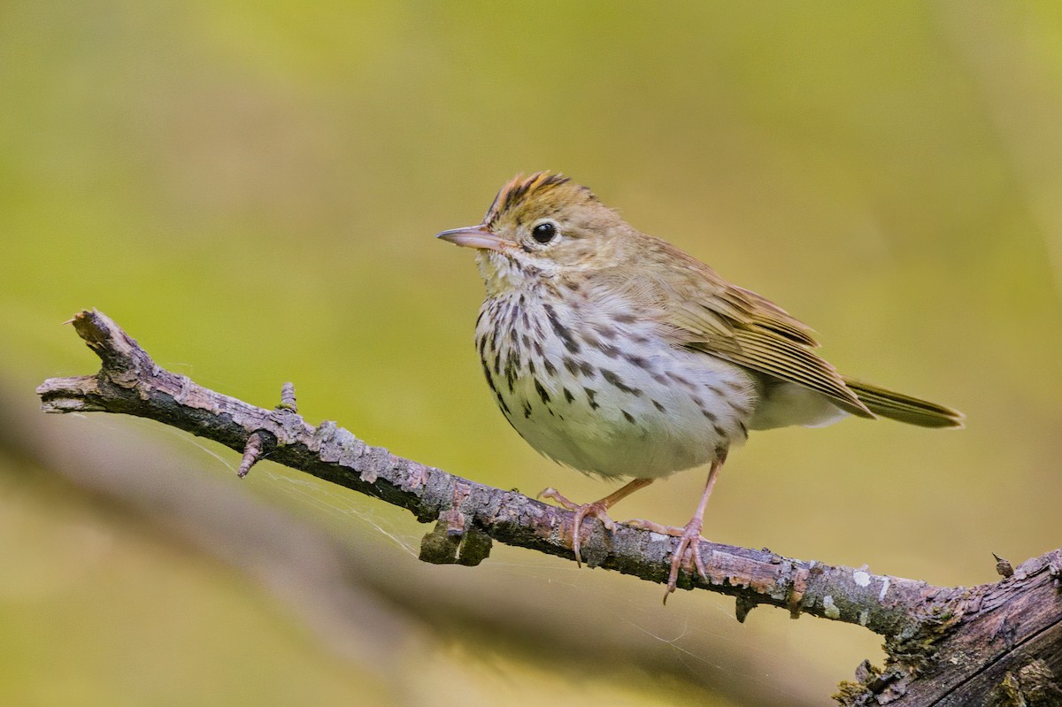 Paruline couronnée - ML620530140