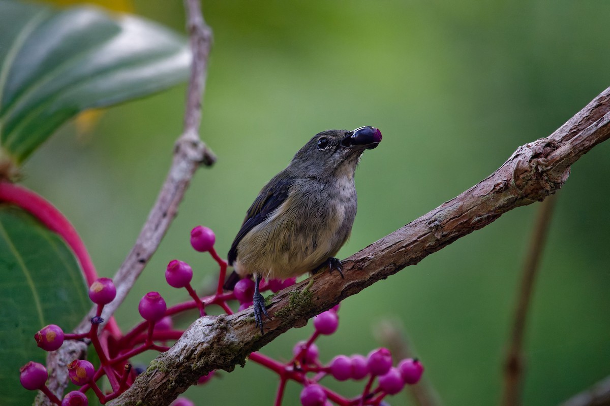 Black-sided Flowerpecker - ML620530142