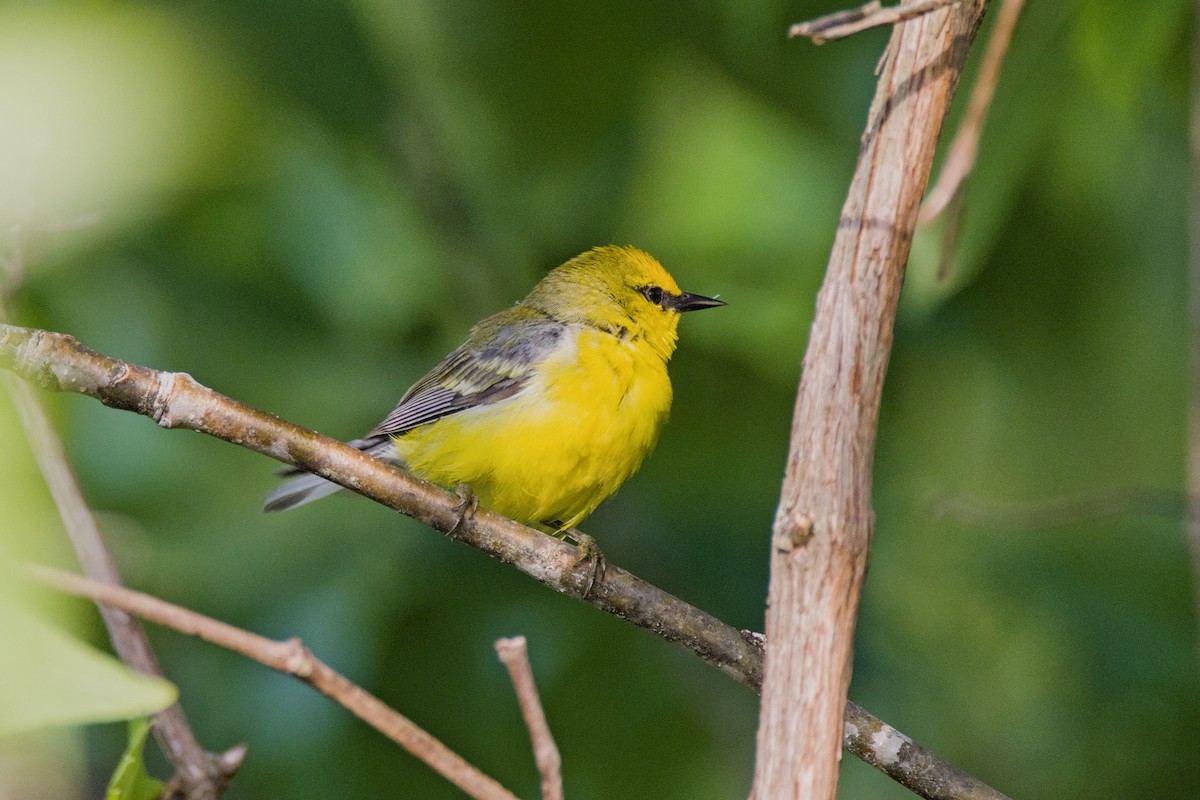 Golden-winged x Blue-winged Warbler (hybrid) - ML620530145