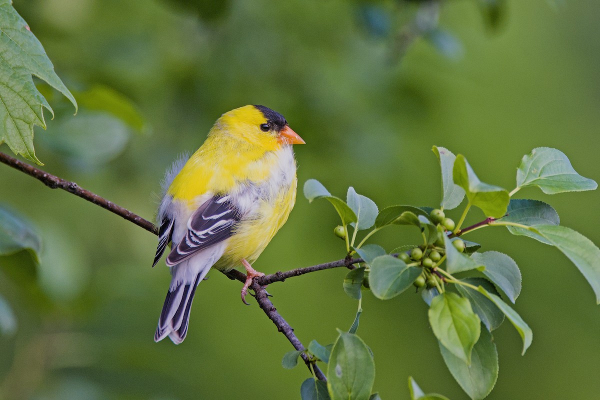 American Goldfinch - ML620530148