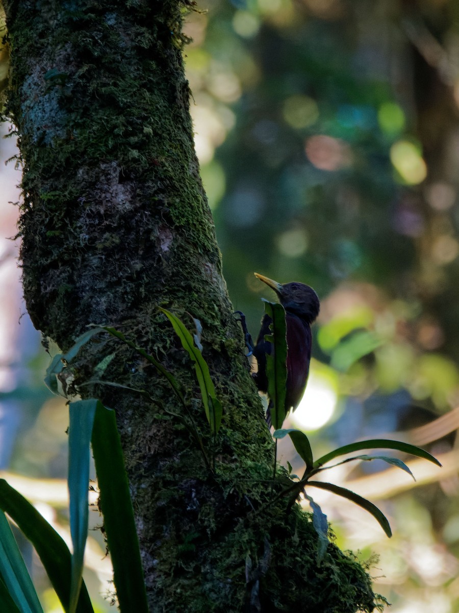 Maroon Woodpecker - ML620530149