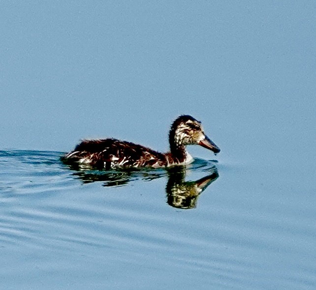 anatidé sp. (canard sp.) - ML620530150