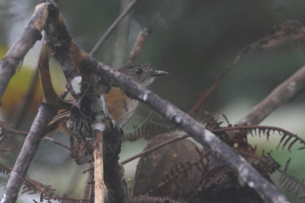 Temminck's Babbler - ML620530153