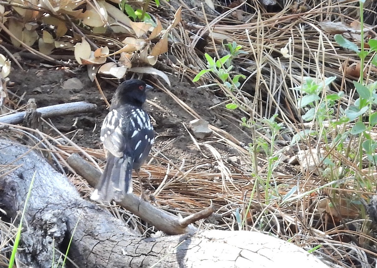 Spotted Towhee - ML620530167