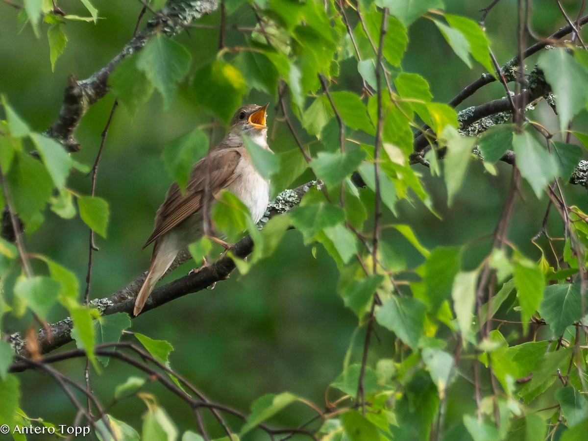 Thrush Nightingale - ML620530173