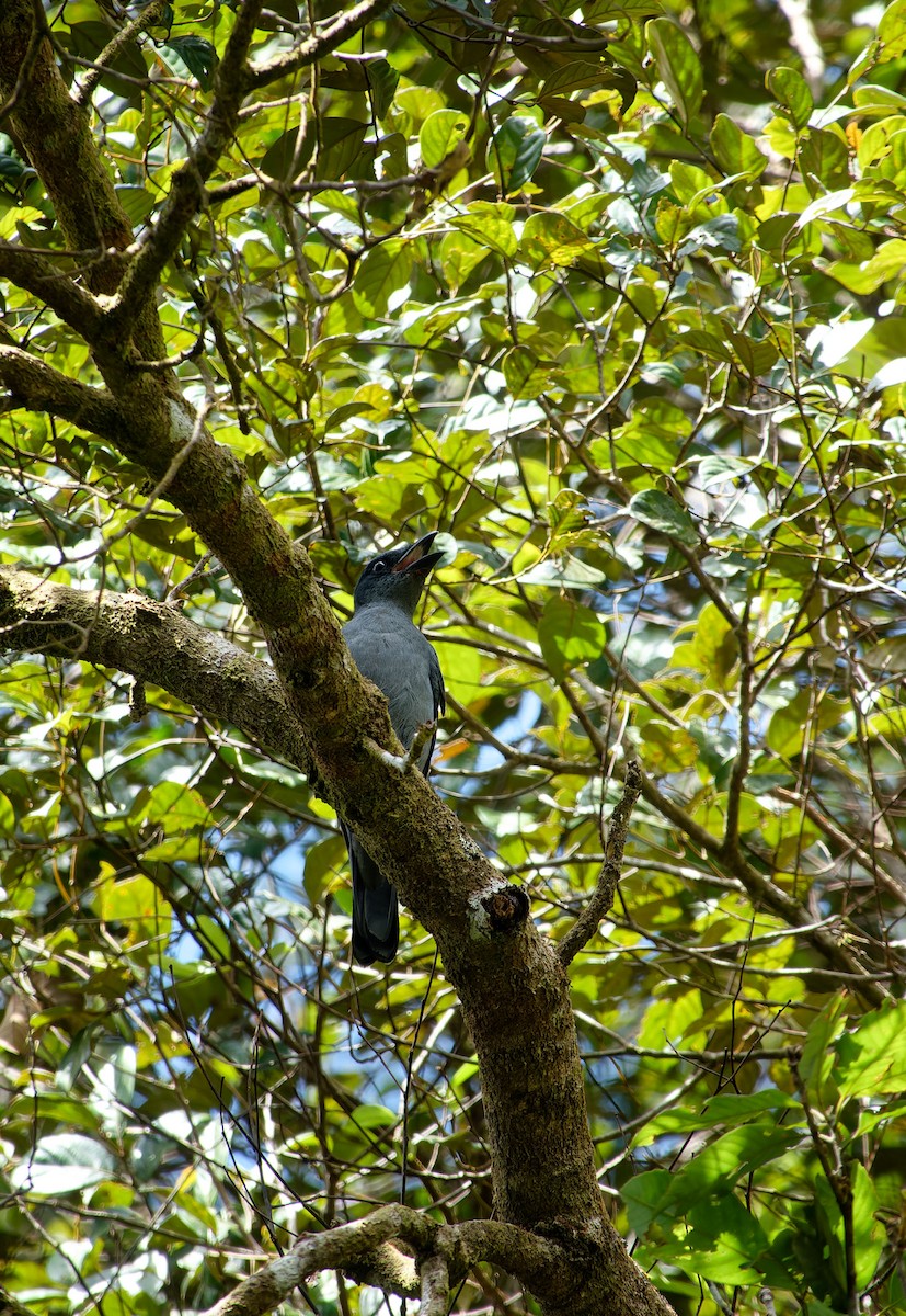 Sunda Cuckooshrike - ML620530180