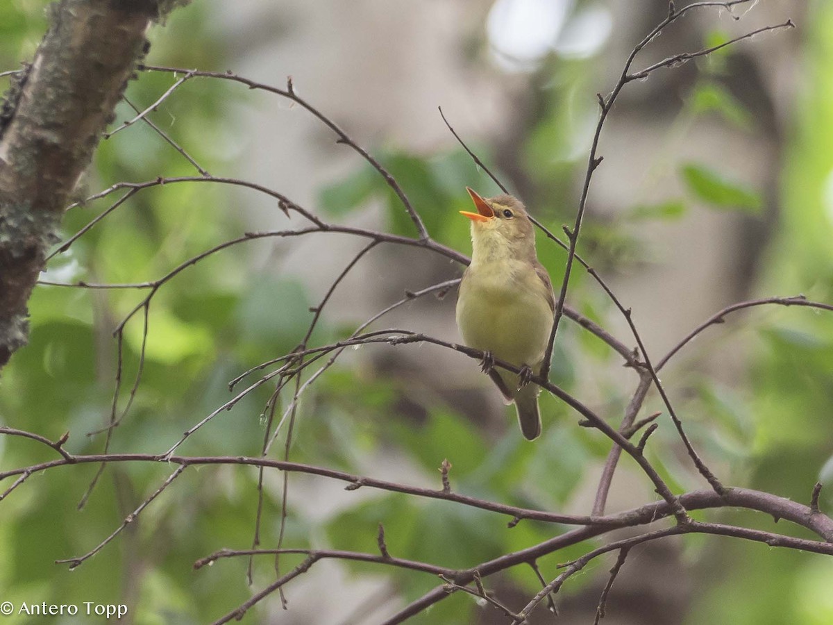 Icterine Warbler - ML620530182