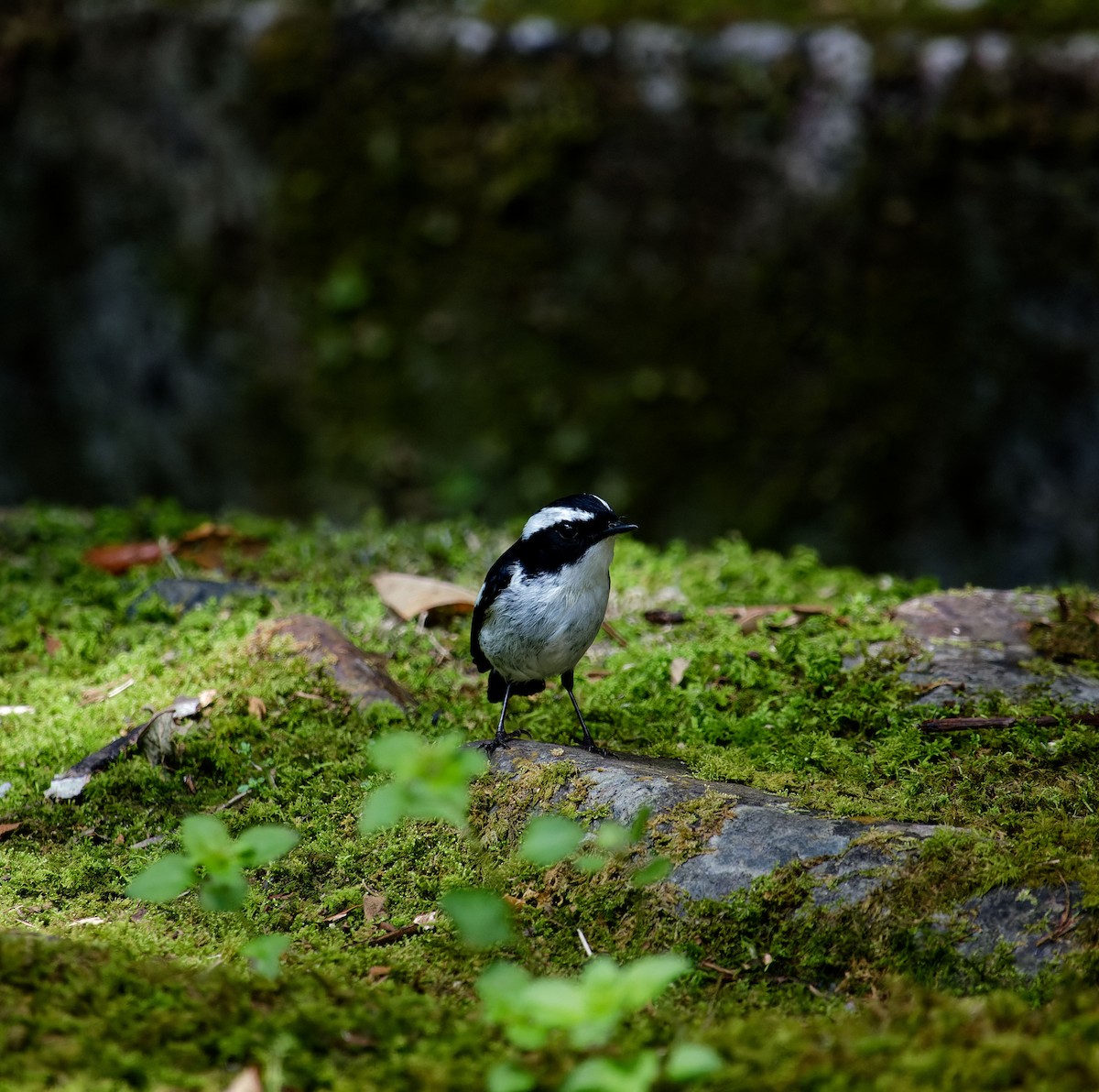 Little Pied Flycatcher - ML620530188