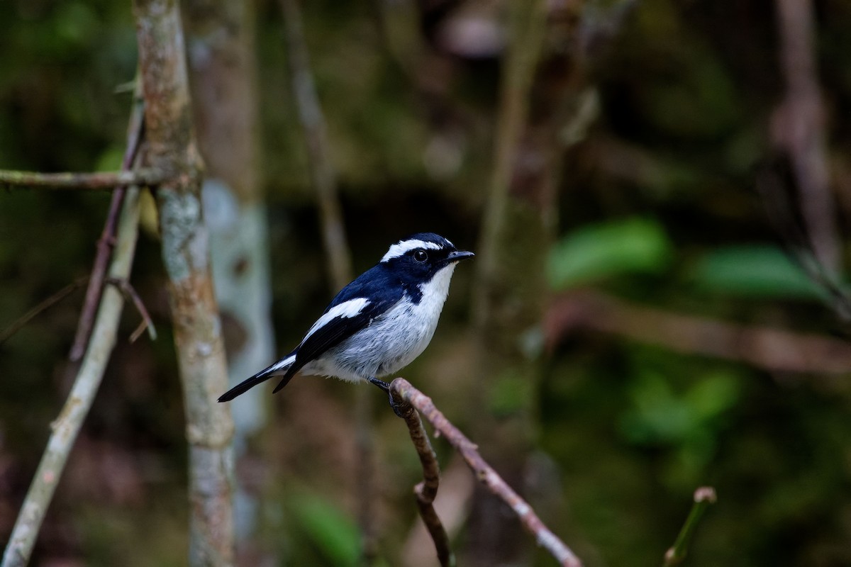 Little Pied Flycatcher - ML620530189