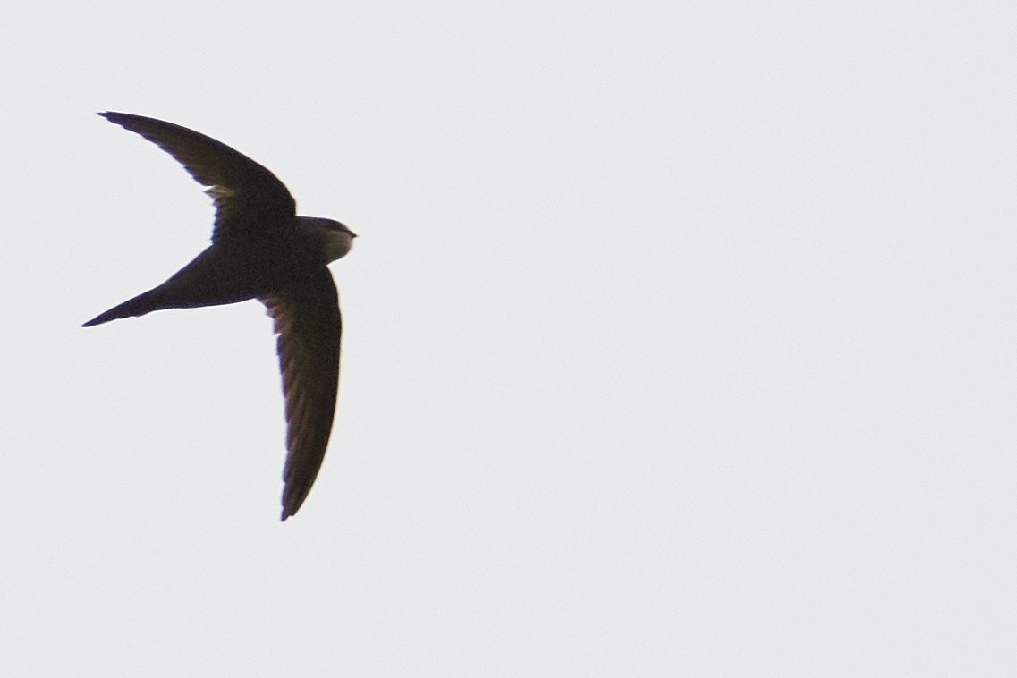 Common Swift - ML620530201