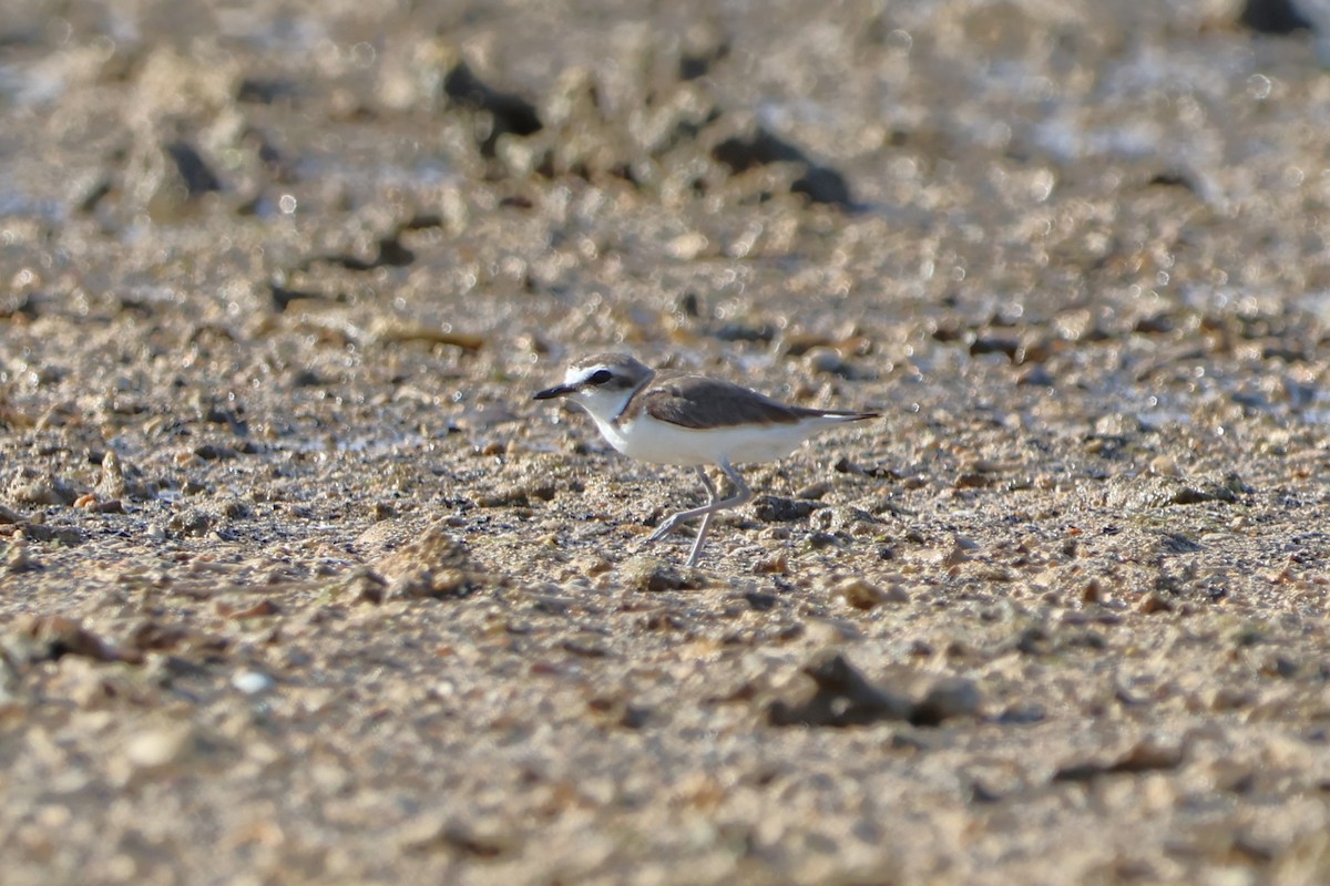 Javan Plover - ML620530207