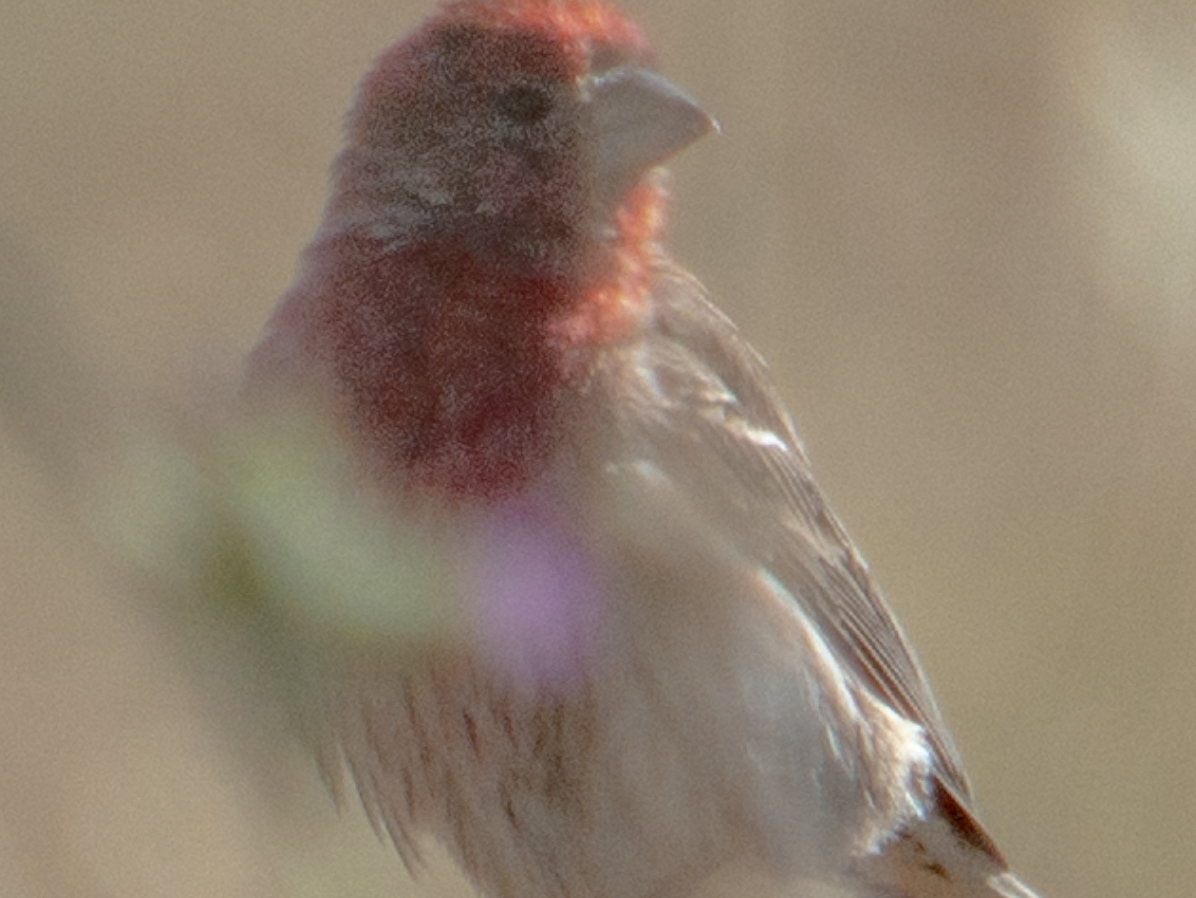 House Finch - ML620530211