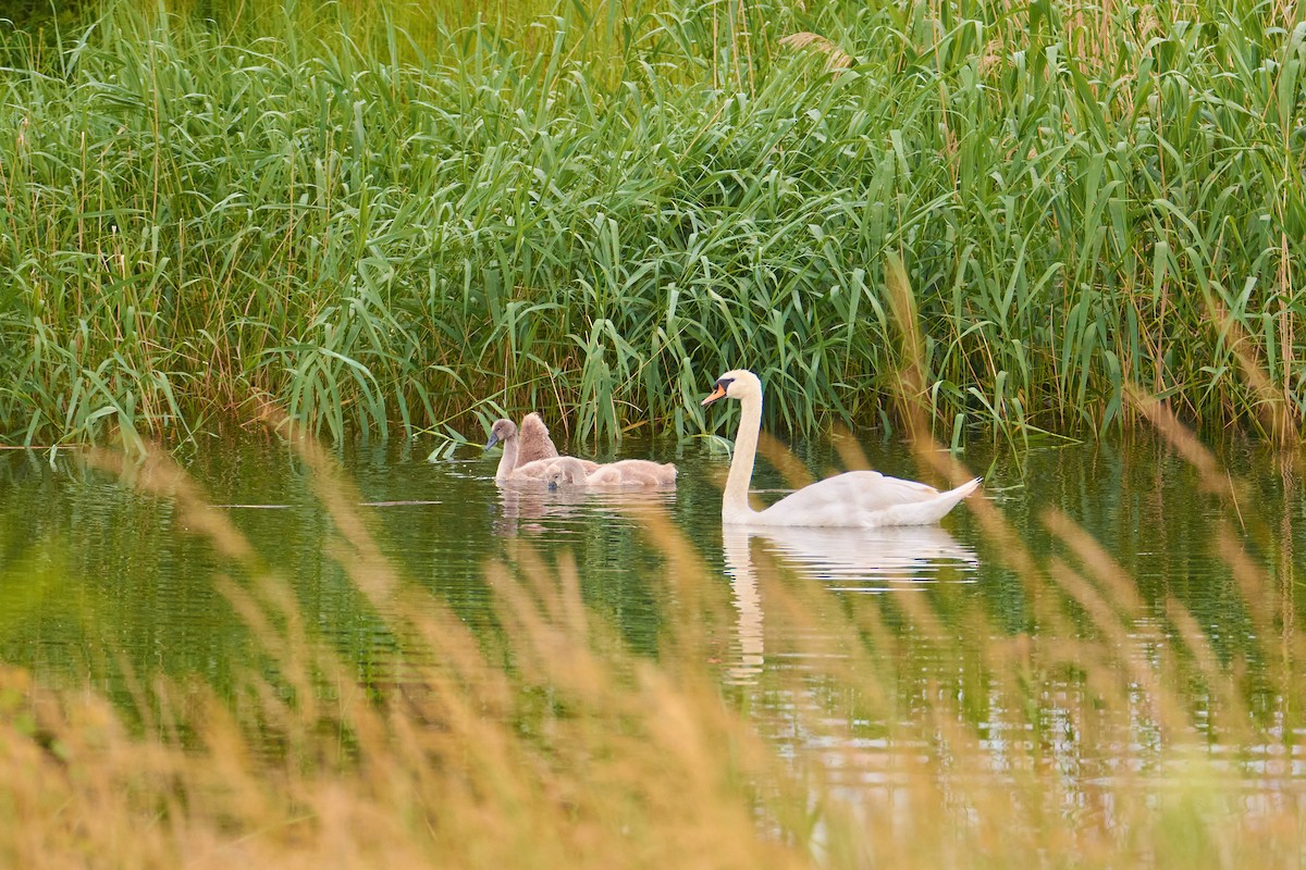 Mute Swan - ML620530213