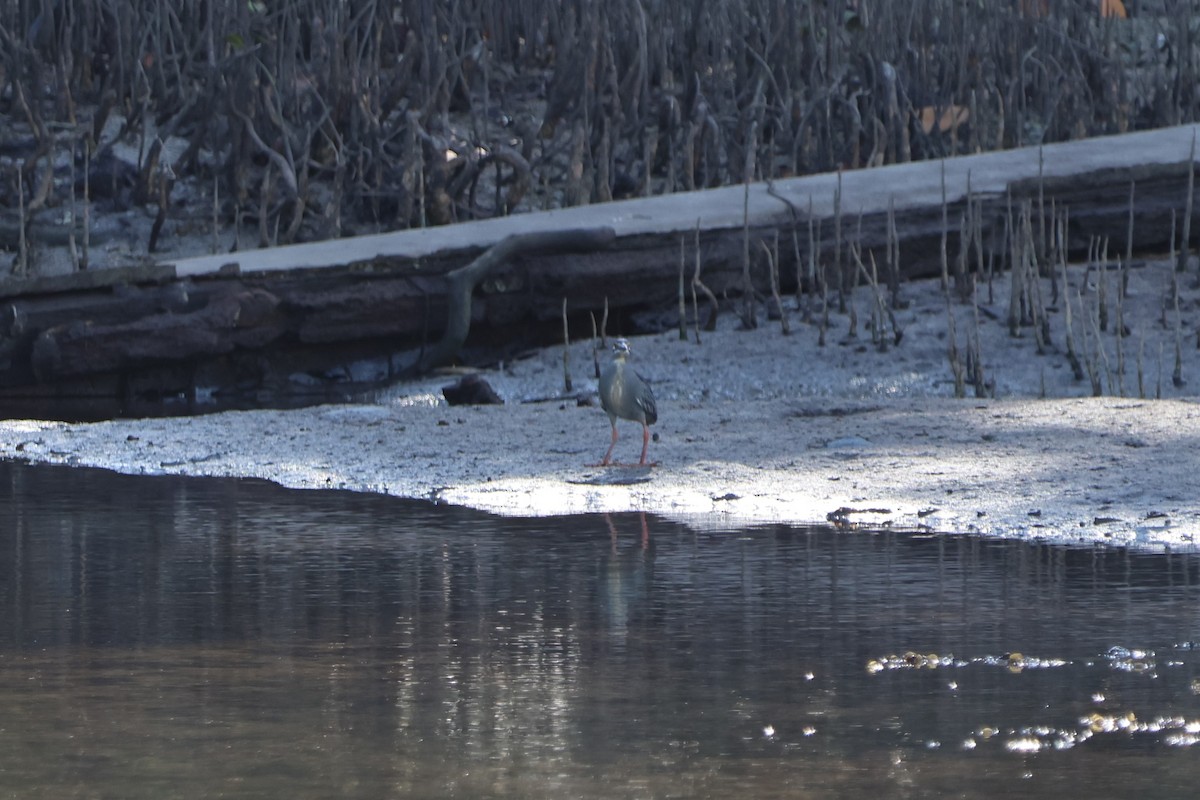 Striated Heron - ML620530225