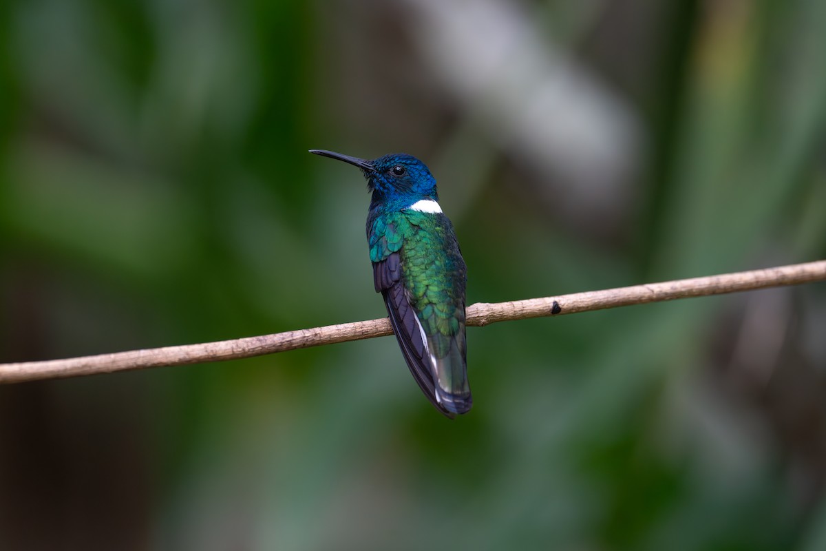 White-necked Jacobin - ML620530232