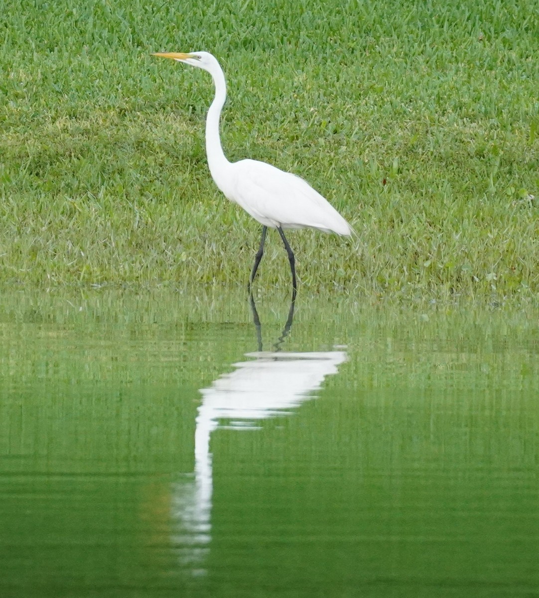 Great Egret - ML620530243