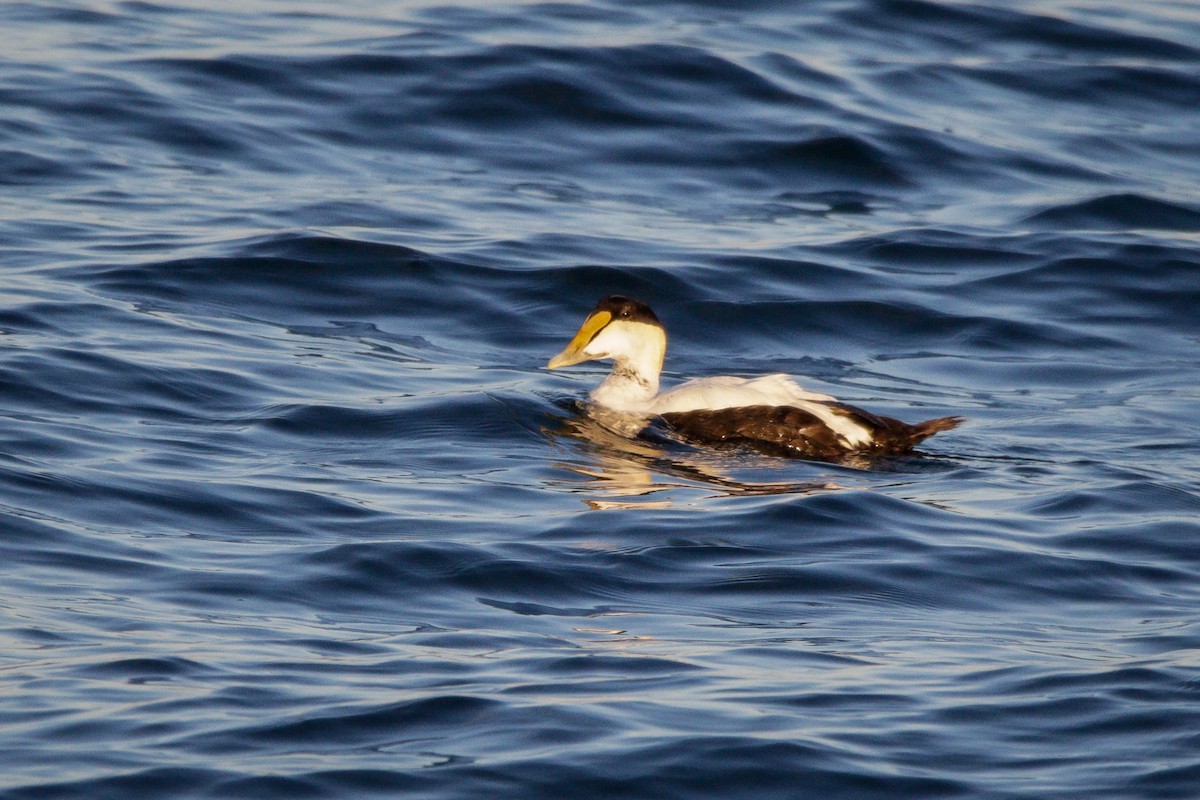 Common Eider - ML620530251