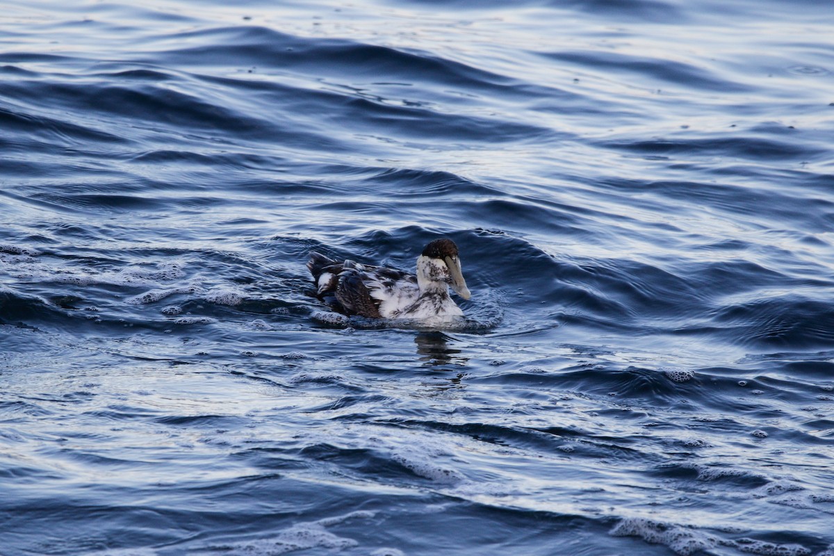 Common Eider - ML620530252