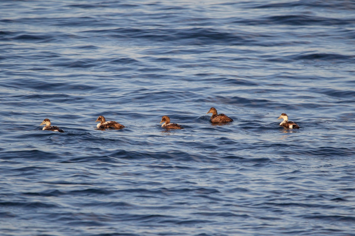 Common Eider - ML620530256