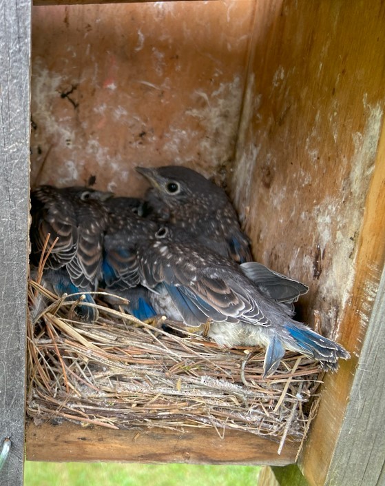 Eastern Bluebird - ML620530263