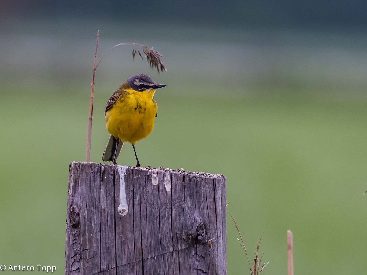 Western Yellow Wagtail - ML620530265