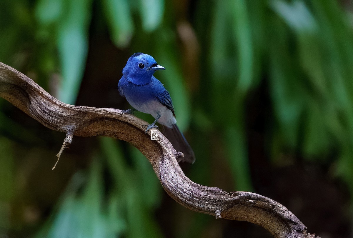 Black-naped Monarch - ML620530268