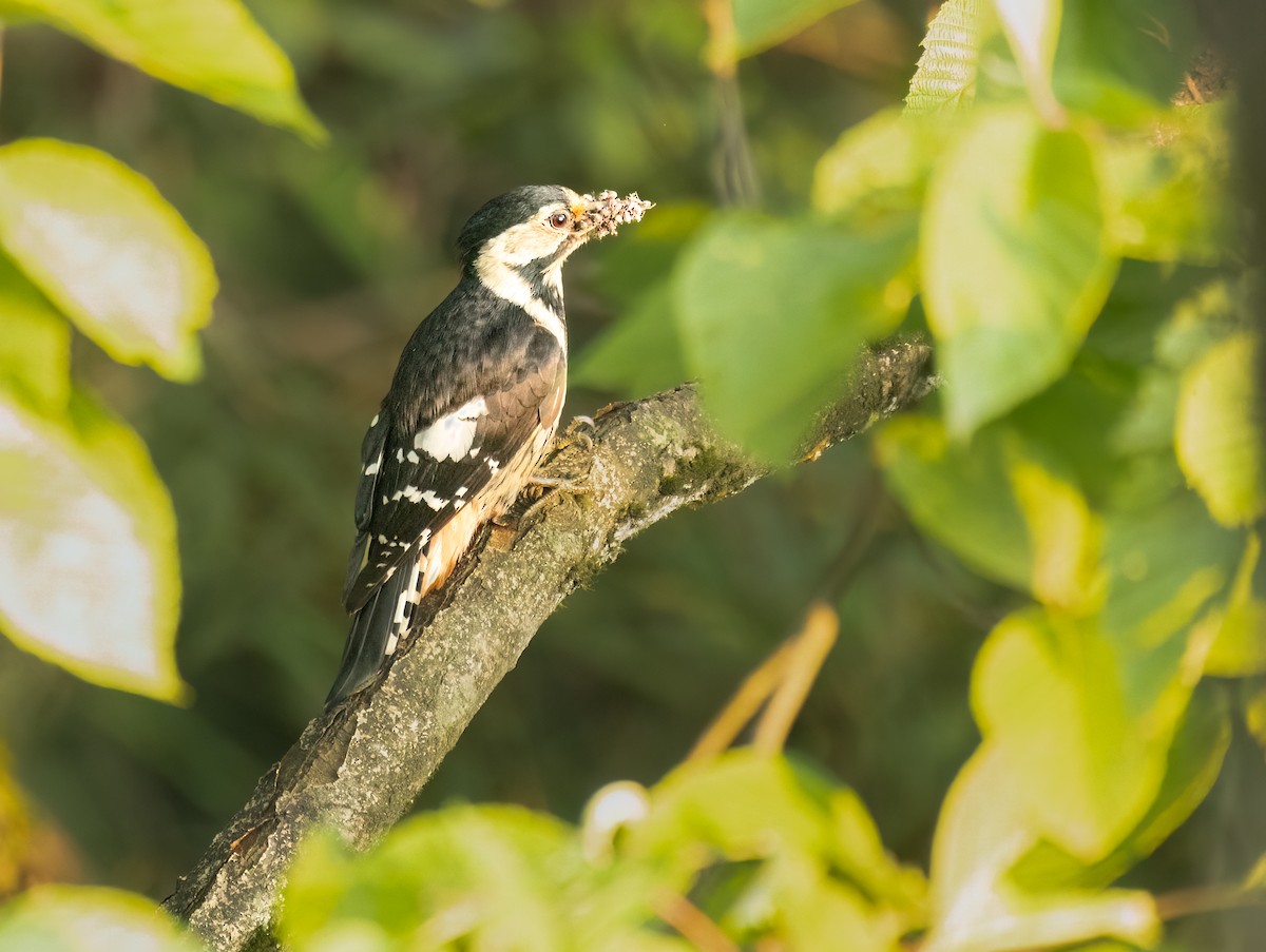 Necklaced Woodpecker - ML620530275