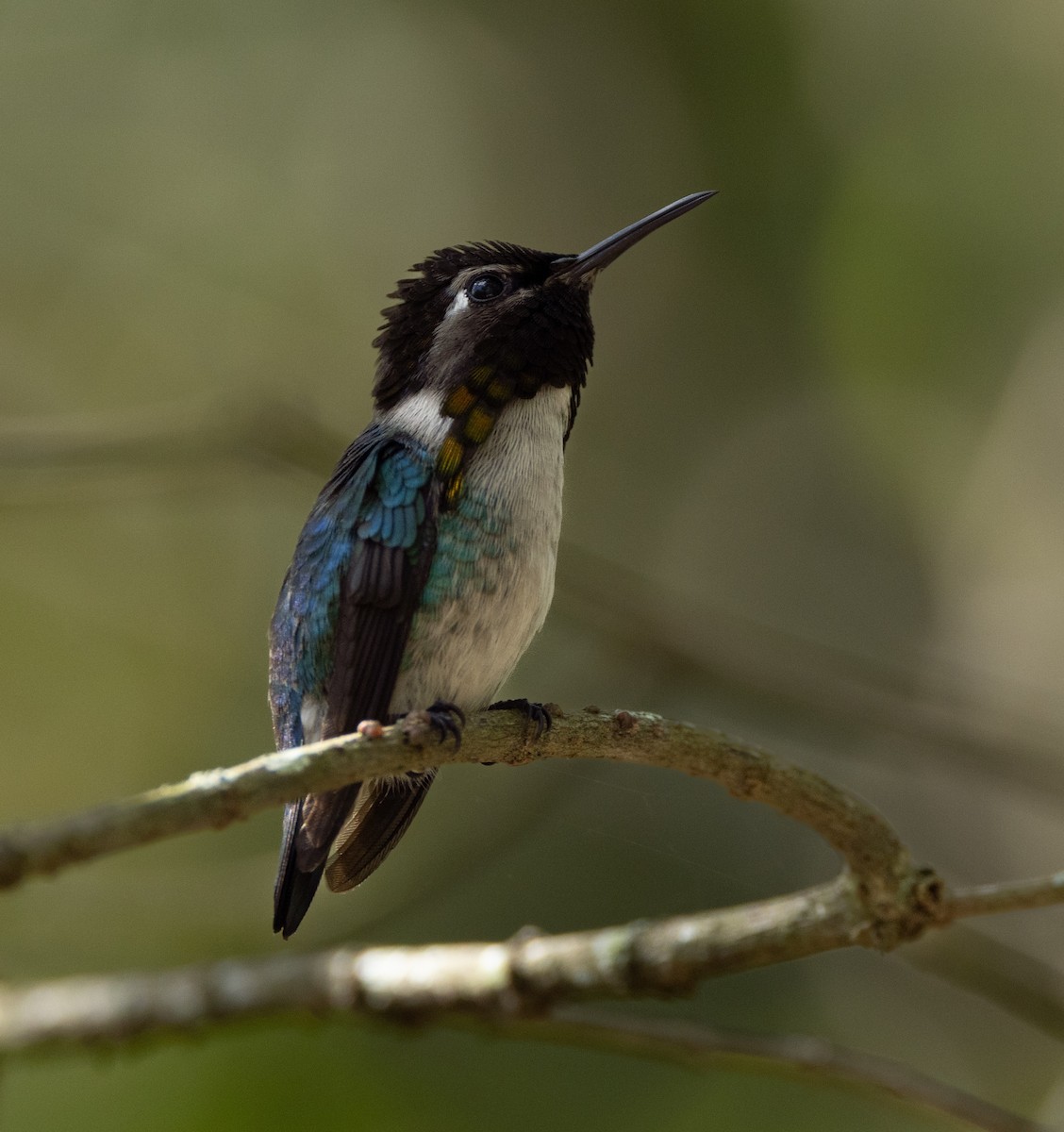 Bee Hummingbird - ML620530288