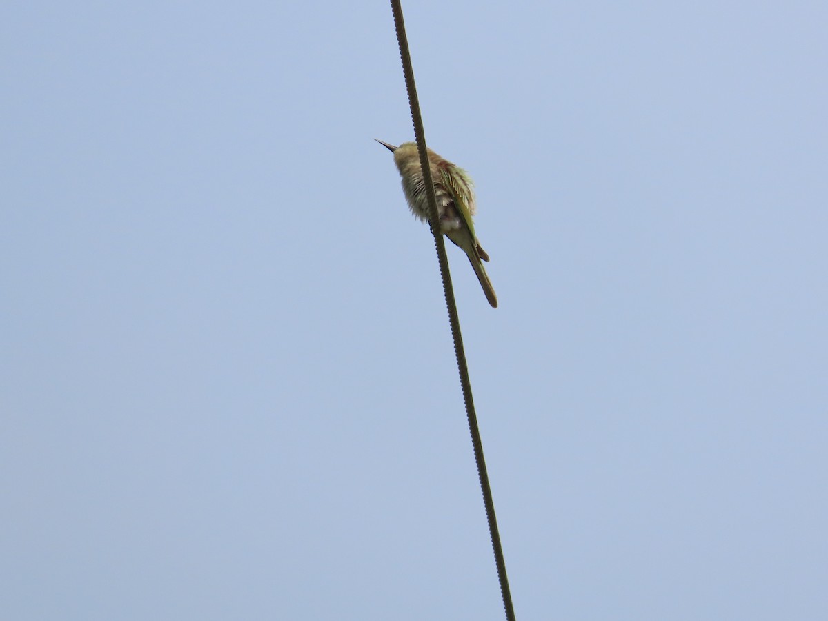 Asian Green Bee-eater - ML620530291