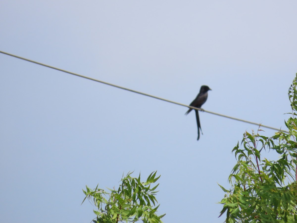 Black Drongo - ML620530294